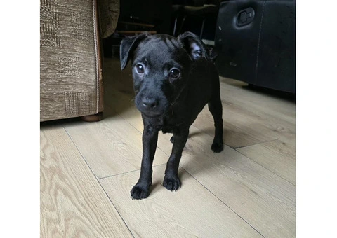 Beautiful Patterdale Puppies – Ready for Loving Homes! - 15/24