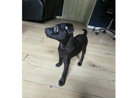 Beautiful Patterdale Puppies – Ready for Loving Homes! - 16/24