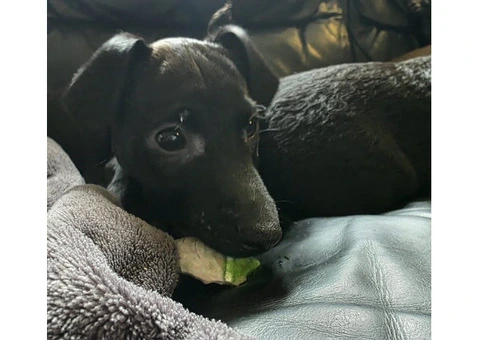Beautiful Patterdale Puppies – Ready for Loving Homes! - 17/24
