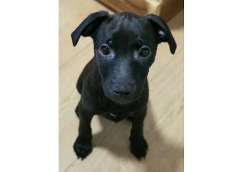 Beautiful Patterdale Puppies – Ready for Loving Homes! - 18/24