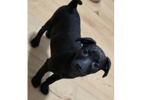 Beautiful Patterdale Puppies – Ready for Loving Homes! - 19/24