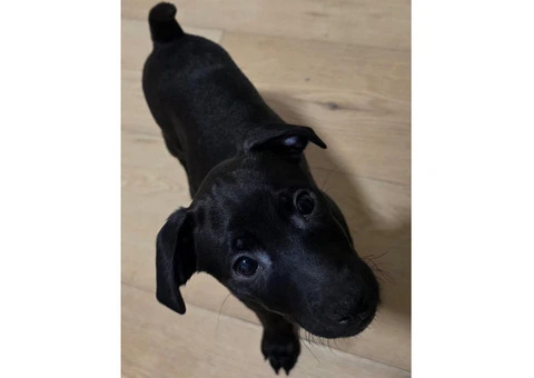 Beautiful Patterdale Puppies – Ready for Loving Homes! - 20/24