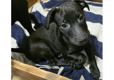 Beautiful Patterdale Puppies – Ready for Loving Homes! - 21/24
