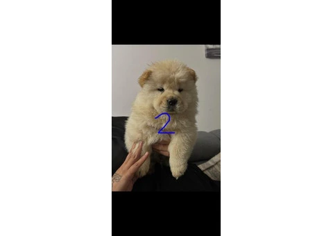 Chow chow now available