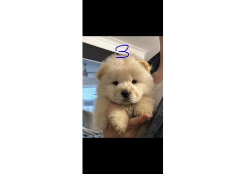 Chow chow now available - 2/2