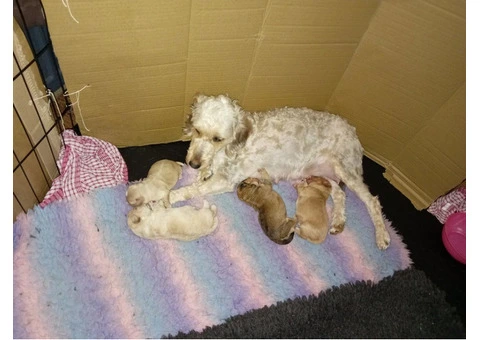 Jackapoo .Fully vaccinated.Cockapoo - 1/5