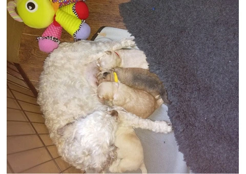 Jackapoo .Fully vaccinated.Cockapoo - 2/5