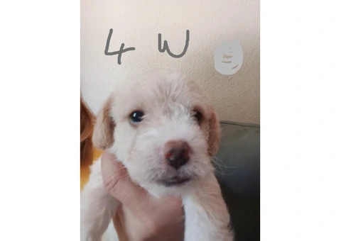 Jackapoo .Fully vaccinated.Cockapoo - 3/5