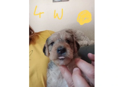 Jackapoo .Fully vaccinated.Cockapoo - 4/5