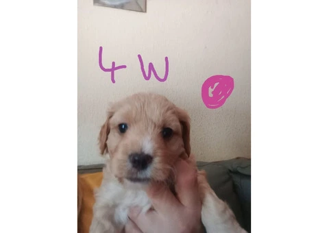 Jackapoo .Fully vaccinated.Cockapoo - 5/5