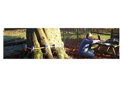 Tree Risk Assessment in London - 2/13