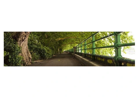 Tree Risk Assessment in London - 11/13