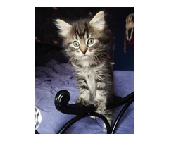 Beautiful kittens for sale