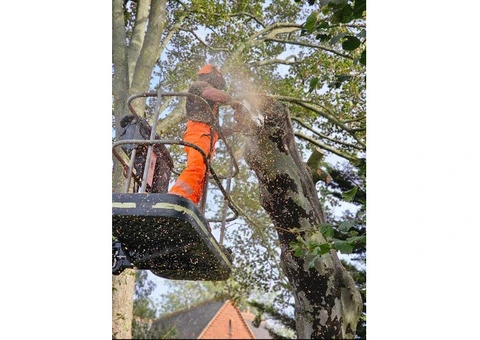 Tree Removal, Stump Grinding & Chipping Services in Hibaldstow