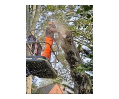 Tree Removal, Stump Grinding & Chipping Services in Hibaldstow