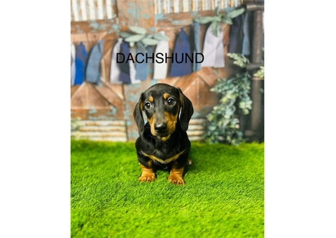 Dachshund Puppies for Sale in the UK From Established Breeders