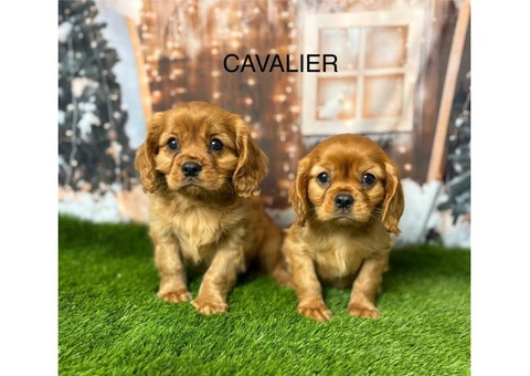 Cavalier King Charles Spaniel Puppies for Sale in the UK