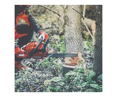 Tree Cutting Services Camberley | Professional, Safe & Affordable