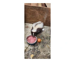 Baby male skunk chocolate