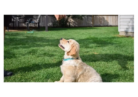 Get Your Dogs Trained by a Professional