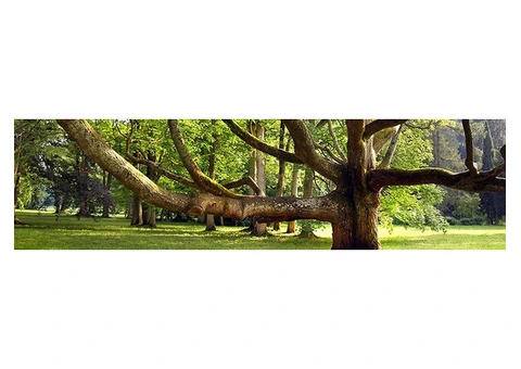 Tree Asset Mapping Using GIS for Local Authorities - 3/13
