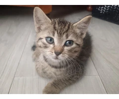 5 Beautiful Tabby Kittens