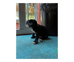 Rhodesian Ridgeback X Canaan Dog last remaining puppy