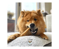 Chomper Bags for Puppies & Dogs