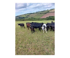 Aberdeen Angus calves