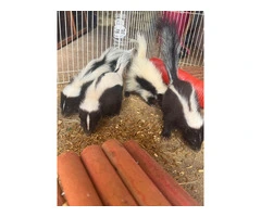 Baby skunks