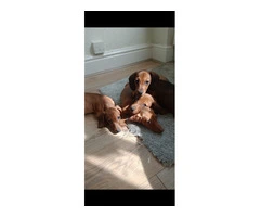 Dachshund puppies