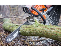Restore the Health and Beauty of Your Trees