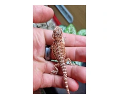 100% red monster bearded dragon babies🐉
