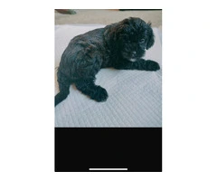 Bichon Frisé and Pugapoo mixed-breed puppies (7)