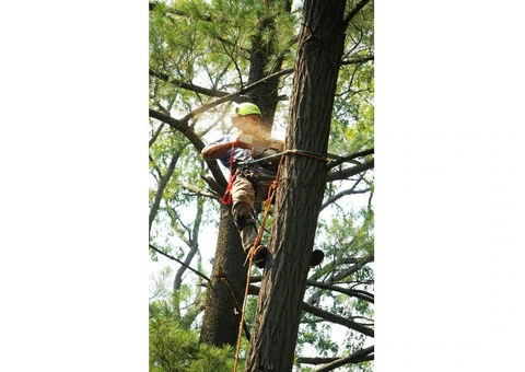 Tree Felling Surrey – Safe & Professional Tree Removal
