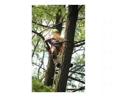 Tree Felling Surrey – Safe & Professional Tree Removal