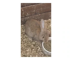 1 agouti lop 3 mini Rex Bucks