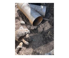Meerkat babies available to reserve