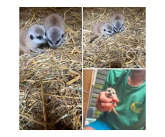 Baby meerkats