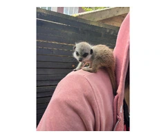 Baby meerkats