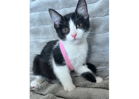 Lovely kittens for sale - 1/5
