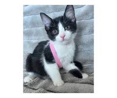 Lovely kittens for sale