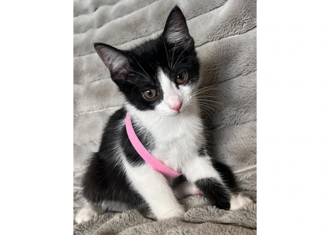 Lovely kittens for sale - 2/5