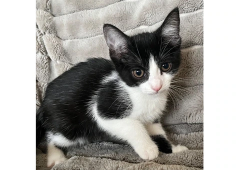 Lovely kittens for sale - 3/5