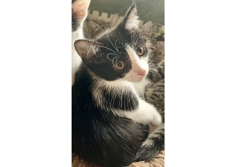Lovely kittens for sale - 4/5