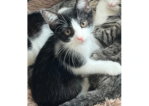 Lovely kittens for sale - 5/5