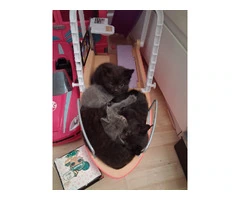 Black Tabby