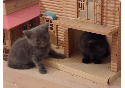 Black Tabby - 2/11