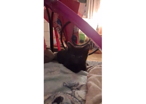 Black Tabby - 3/11