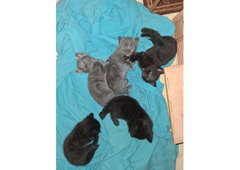 Black Tabby - 5/11